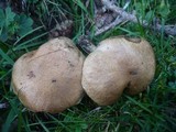 Suillus viscidus image