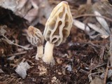 Morchella diminutiva image