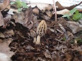 Morchella diminutiva image