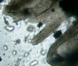 Porodisculus pendulus image