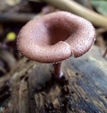 Panus neostrigosus image
