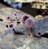 Lentinus strigosus image