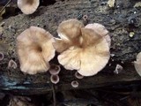 Panus neostrigosus image