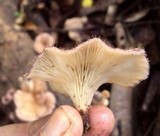 Lentinus strigosus image