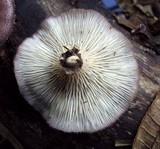 Lentinus strigosus image