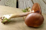 Cortinarius transiens image