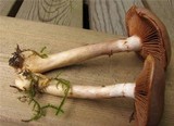 Cortinarius transiens image