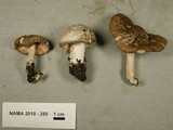 Amanita nivalis image