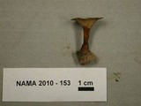 Coltricia perennis image