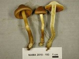Cortinarius croceus image