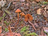 Phaeocollybia pleurocystidiata image