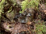 Pseudoplectania melaena image
