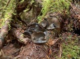 Pseudoplectania melaena image