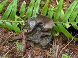 Pseudoplectania melaena image