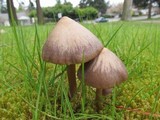 Entoloma vernum image