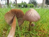 Entoloma vernum image