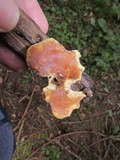 Polyporus leptocephalus image