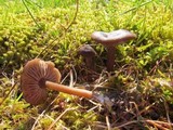 Entoloma sericeum image
