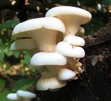 Pleurotus pulmonarius image