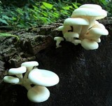 Pleurotus pulmonarius image