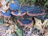 Fomitopsis cajanderi image