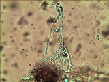 Amanita elliptosperma image