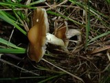 Psilocybe hopii image