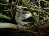 Psilocybe hopii image