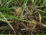 Psilocybe hopii image