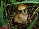 Psilocybe hopii image