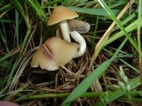 Psilocybe hopii image