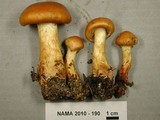 Cortinarius gentilis image