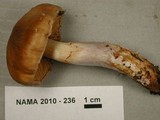 Cortinarius collinitus image