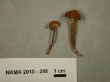 Cystoderma fallax image
