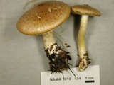 Floccularia albolanaripes image