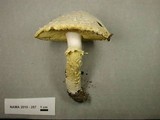 Floccularia luteovirens f. luteovirens image