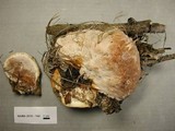 Fomitopsis schrenkii image