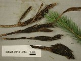 Herpotrichia juniperi image