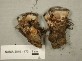 Hydnellum caeruleum image