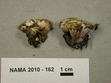 Hydnellum suaveolens image