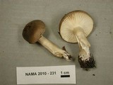 Hygrophorus agathosmus image
