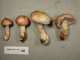 Hygrophorus erubescens image