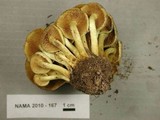 Hypholoma capnoides image