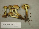 Hypholoma capnoides image