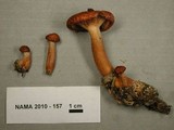 Lactarius luculentus var. luculentus image