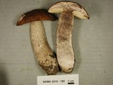 Leccinum insigne image