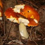 Russula aurea image
