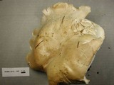 Leucopaxillus giganteus image
