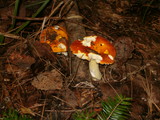 Russula aurea image