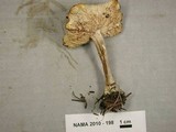Melanoleuca graminicola image